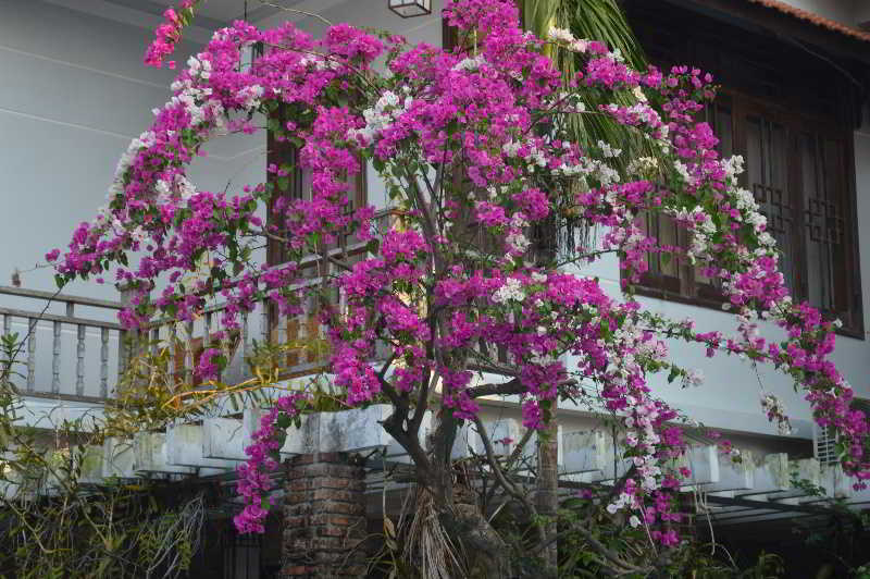 The Hoi An Orchid Garden Villas Екстериор снимка