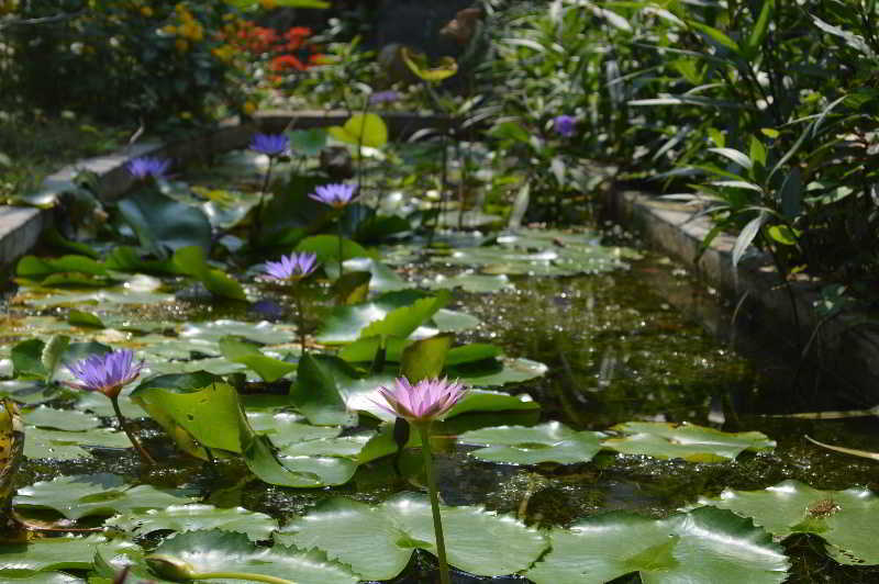 The Hoi An Orchid Garden Villas Екстериор снимка